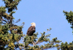 Bald Eagle