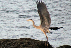 Great Blue Heron