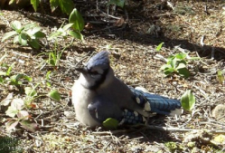 Blue Jay