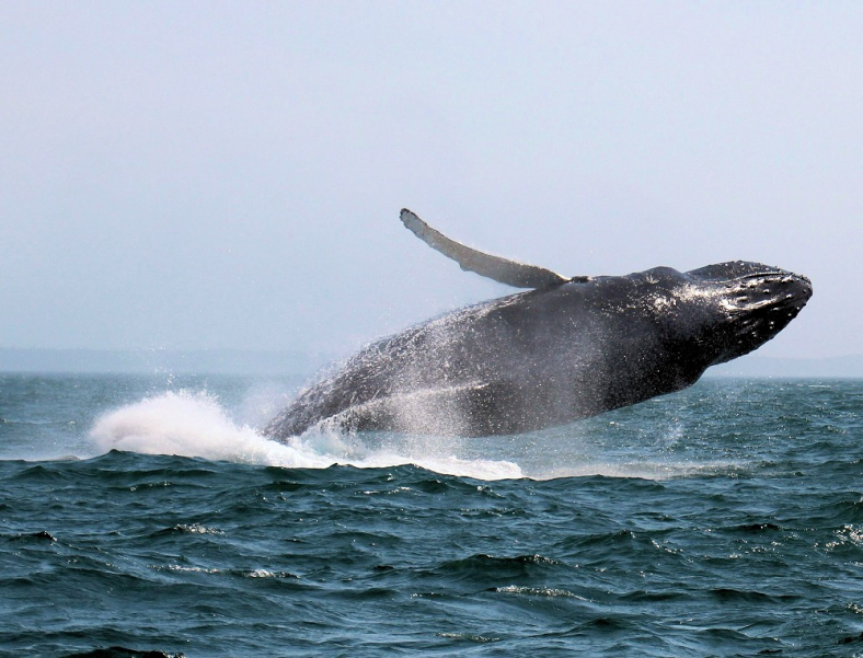 Humpback Whale Jump Brier Island Digby Neck