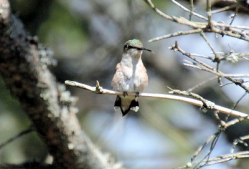 Colibri