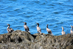 Cormorants