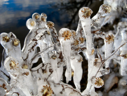 Ice Flowers At Lake Midway Cottage