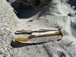 Mussels Cape Sable Island Nova Scotia