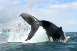 Petit Passage Whale-Watch Tours East Ferry