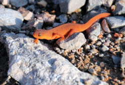 Salamander