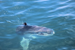 Sunfish Bay of Fundy