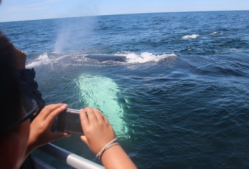 Humpback Whale