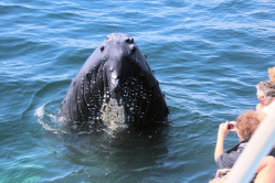 Whale Watching Digby