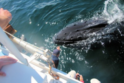 Whale Watching NS