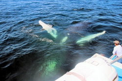 Whale Watching in Digby