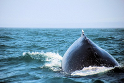 Whale Watching Brier Island Nova Scotia