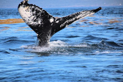 Digby Neck Whale Watching 