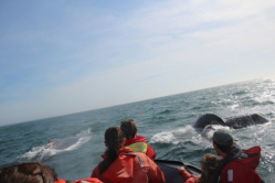 Whale Watch Humpback
