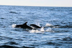 Dolphins Bay of Fundy