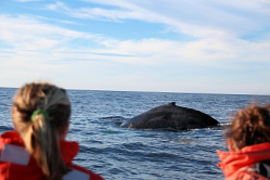 Digby Whale Watching