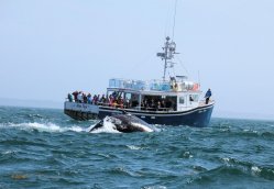 Brier Island Whale & Seabird Cruises Westport, Brier Island