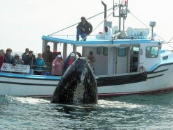 Freeport Whale & Seabird Tours Freeport