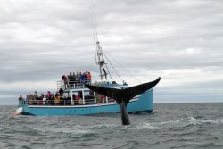 Mariner Cruises Whale & Seabird Tours Westport, Brier Island