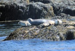 Harbour seals