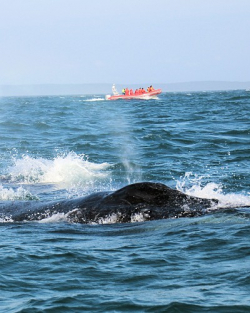 Humpback Whale Watching Bay of Fundy