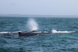 Whale Watch Brier Island Nova Scotia